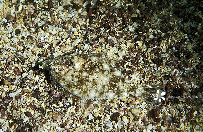 鲽鱼成鱼，在法国混合砾石海床上伪装图片素材