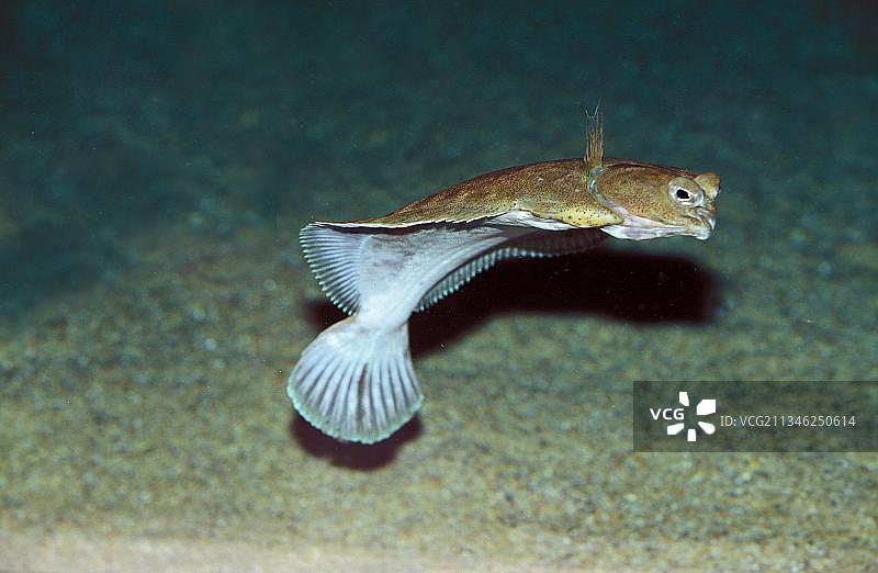 游动中的成年大菱鲆图片素材