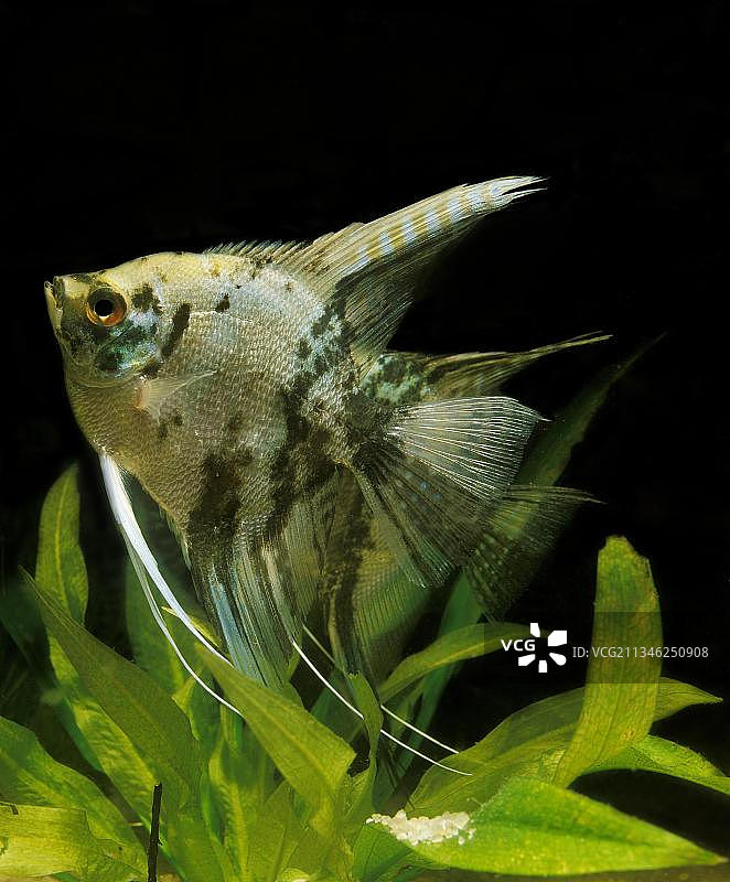 神仙鱼图片素材