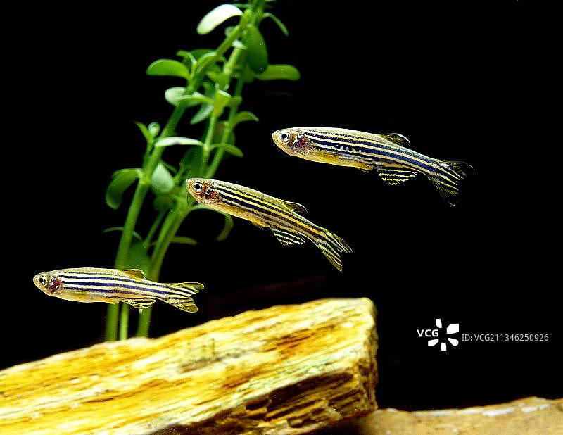 斑马鱼图片素材