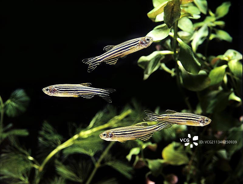 斑马鱼图片素材