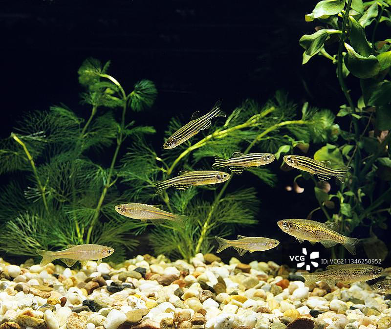 水族箱：珍珠鱼、白云金丝鱼、豹纹鱼和斑马鱼图片素材