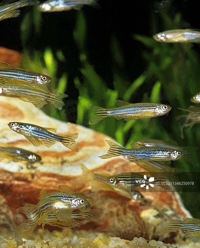 斑马鱼图片素材