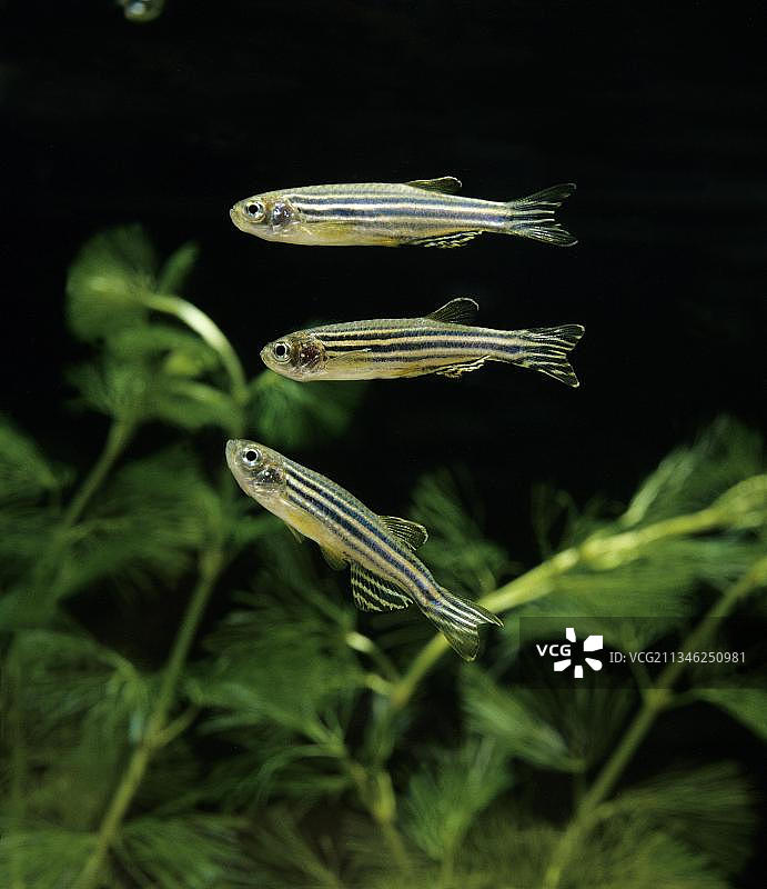 斑马鱼图片素材