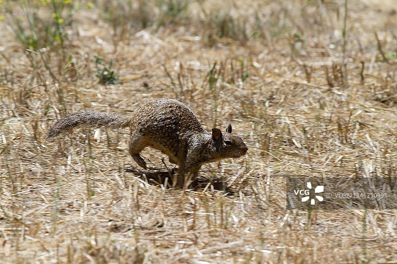 加州囊鼠图片素材