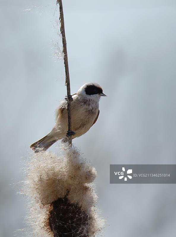 欧亚攀雀图片素材