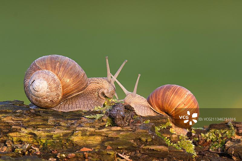 罗马蜗牛图片素材