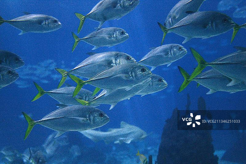 葡萄牙里斯本海水水族馆图片素材