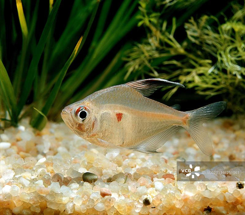 红鳍玻璃拉拉鱼图片素材