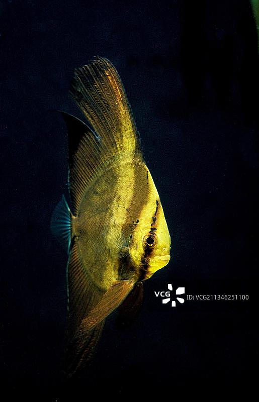 常见燕鱼图片素材