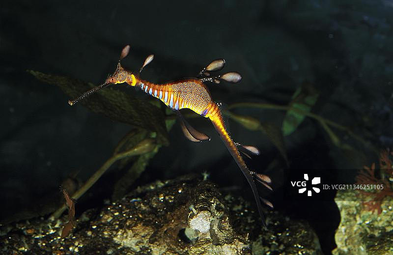 海龙，小而粗糙的鱼，其他动物，鱼类，动物，海 नीडles，叶海龙，成年图片素材