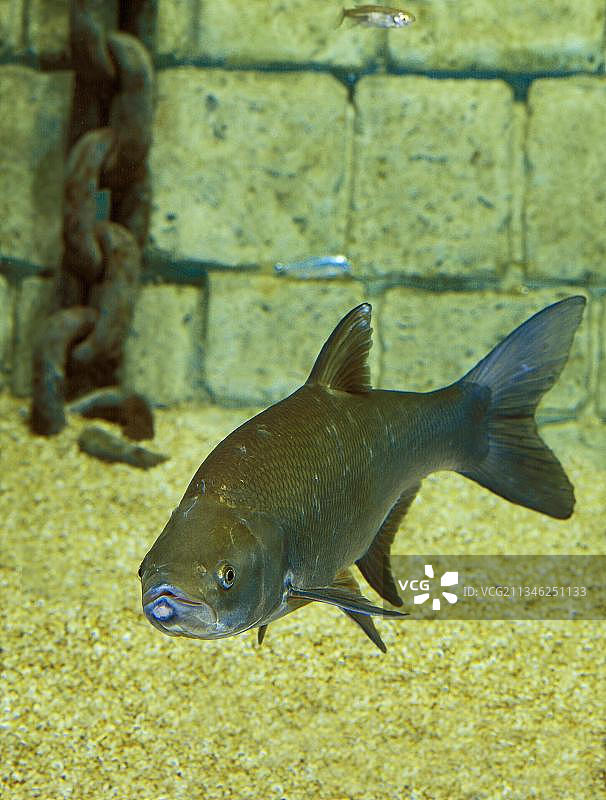 欧洲鳊鱼图片素材