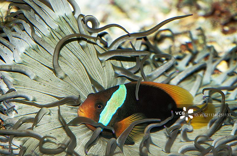 红色和黑色海葵鱼(amphiprion melanopus)，成年海葵图片素材