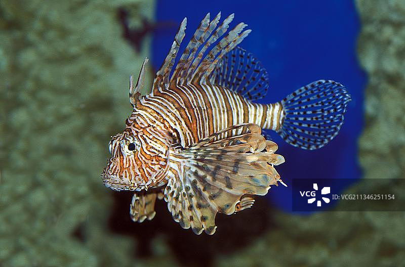 狮子鱼（Pterois volitans），有毒鱼类图片素材