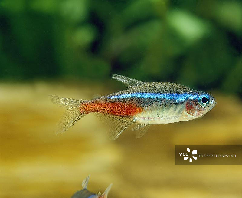 霓虹灯鱼图片素材