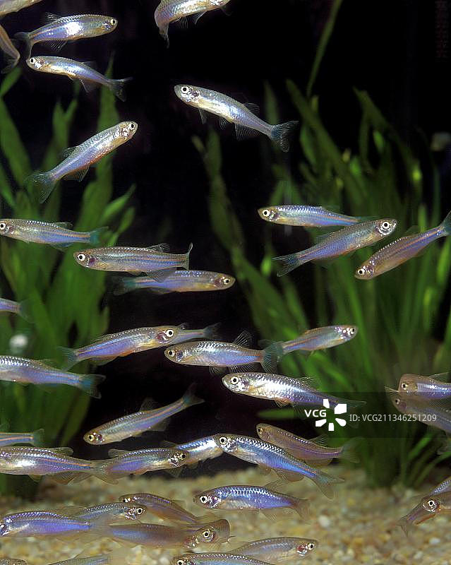 白云山鱼、光唇鱼、鲤科鱼、观赏鱼图片素材