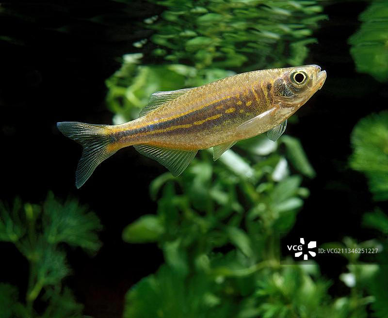 大型鲃（丹尼氏鲃），水族观赏鱼图片素材