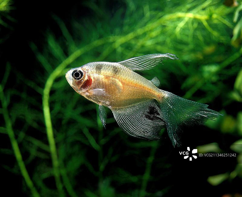 黑幻象鱼图片素材