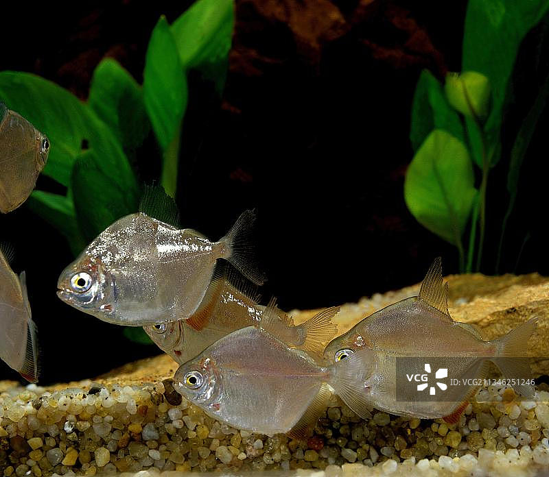 银圆鱼图片素材