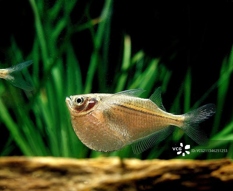 常见斧头鱼图片素材