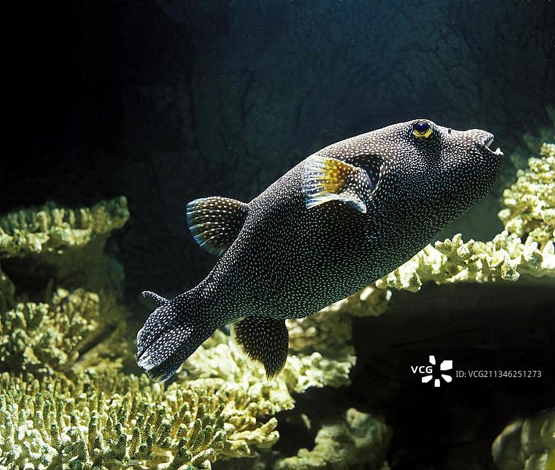 珍珠箱鲀 (arothron meleagris)，成年图片素材