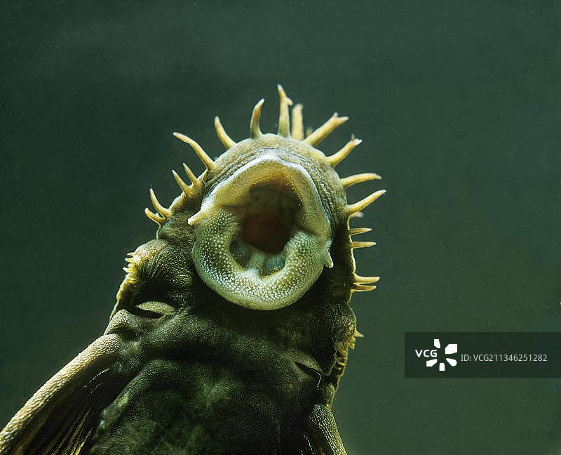 美杜莎异型鱼（球茎状），嘴部特写图片素材