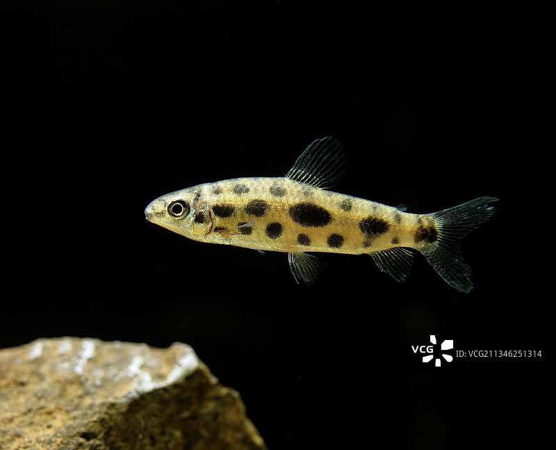 四眼鱼、其他动物、鱼类、动物、类四眼鱼、斑点麻口鱼图片素材