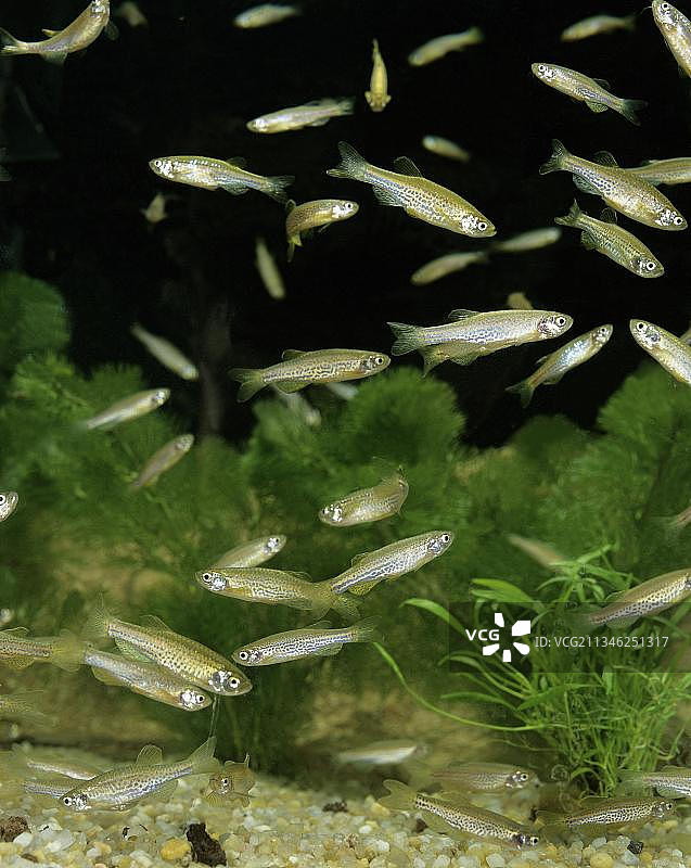 豹纹鳑鲏图片素材