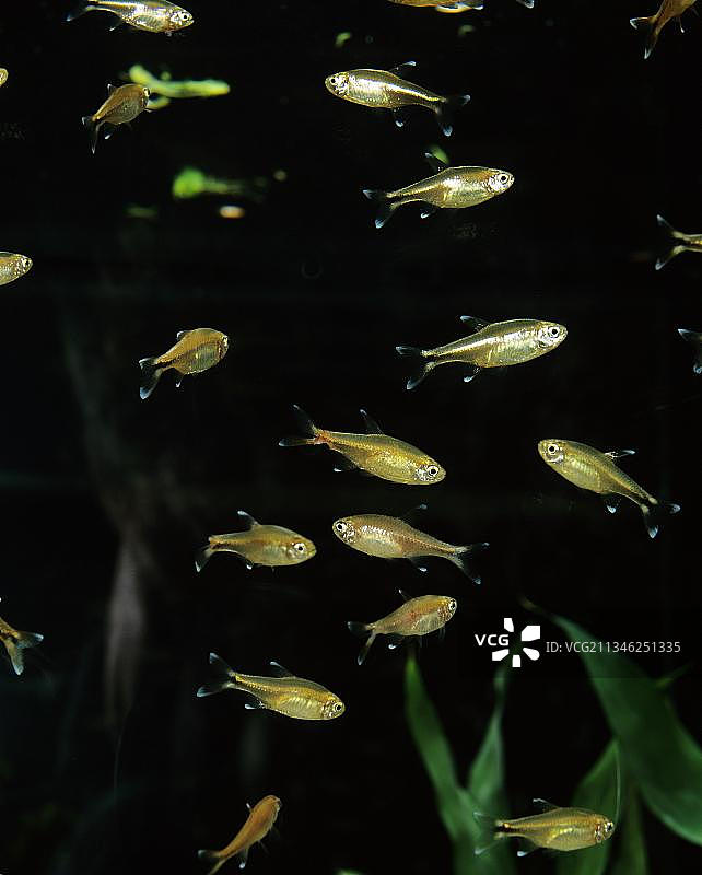 银尖四眼鱼图片素材