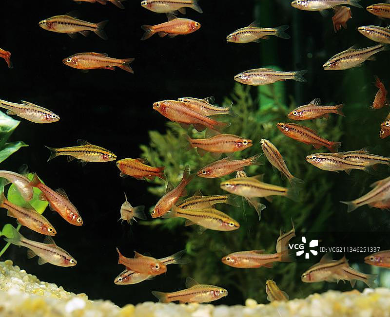 樱桃灯鱼图片素材