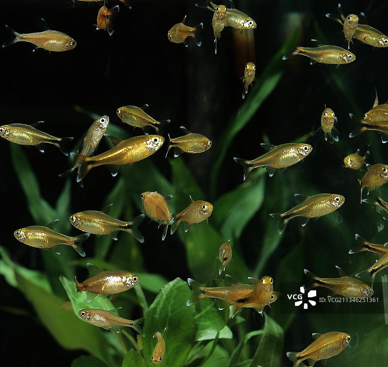 银尖四眼鱼图片素材