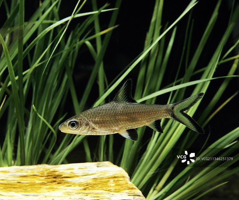 鲨鱼、倒钩鲃、动物、其他动物、鱼类、鲤形目、鲤科鱼类、黑鳍鲨图片素材