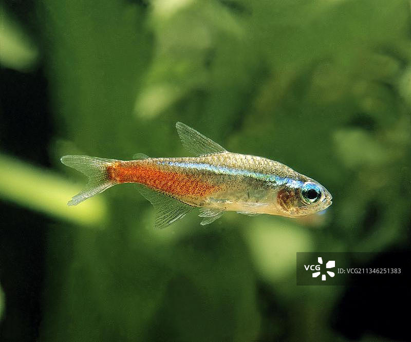 霓虹灯鱼图片素材