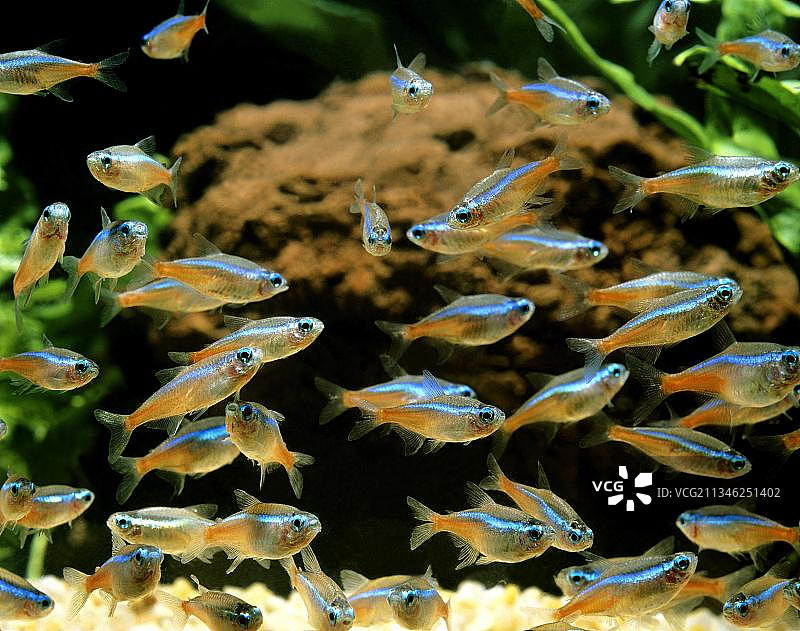 霓虹灯鱼图片素材