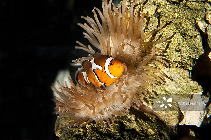 眼斑海葵与海葵，南非，非洲图片素材