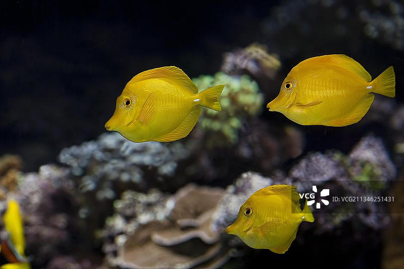 黄金吊鱼图片素材