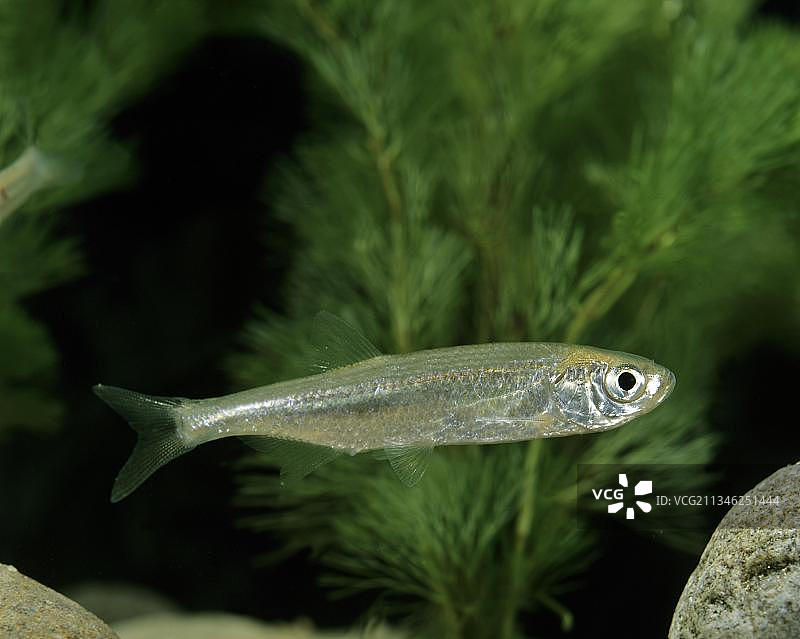 欧鲌鱼图片素材