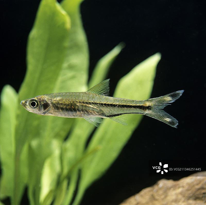 玻璃斑马鱼、玻璃鲃鱼、剪刀鱼、三线斑马鱼、旗尾斑马鱼图片素材