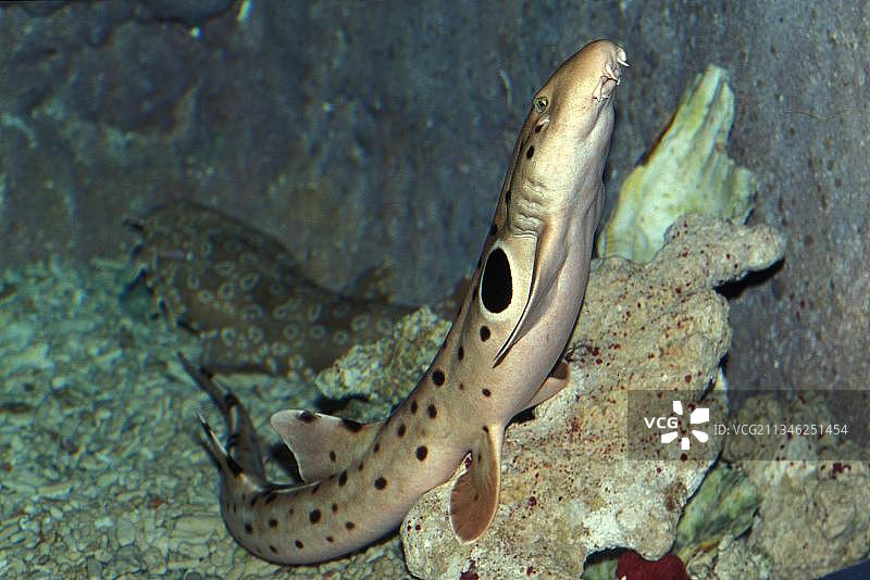 肩章鲨图片素材