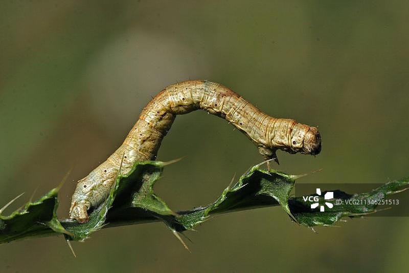 荒地蛾毛虫图片素材