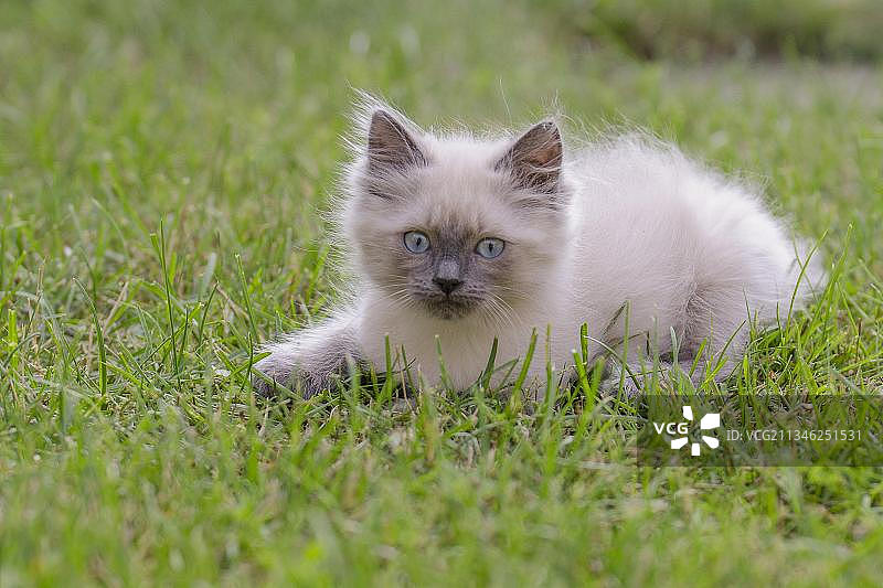 英国长毛猫，小猫图片素材