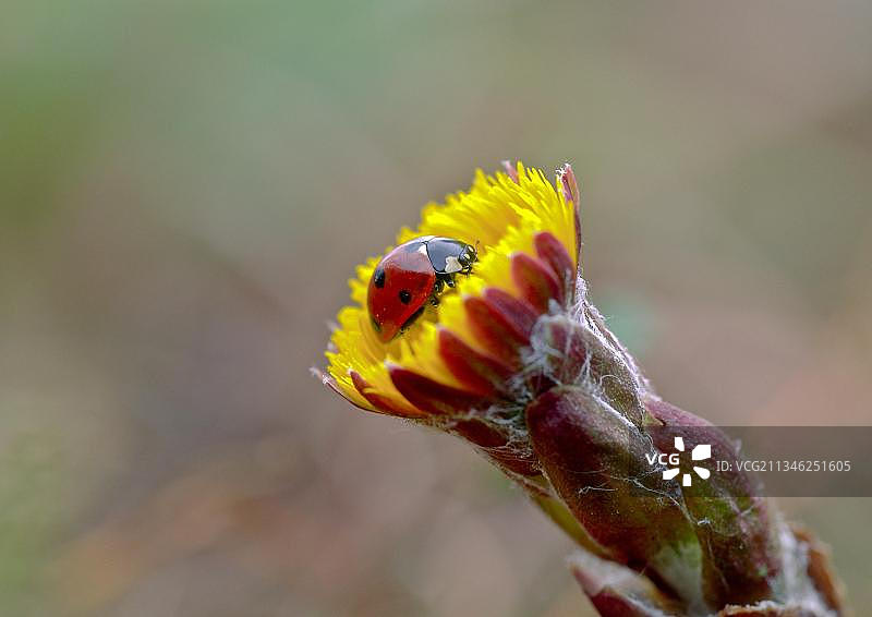 瓢虫在款冬花上图片素材