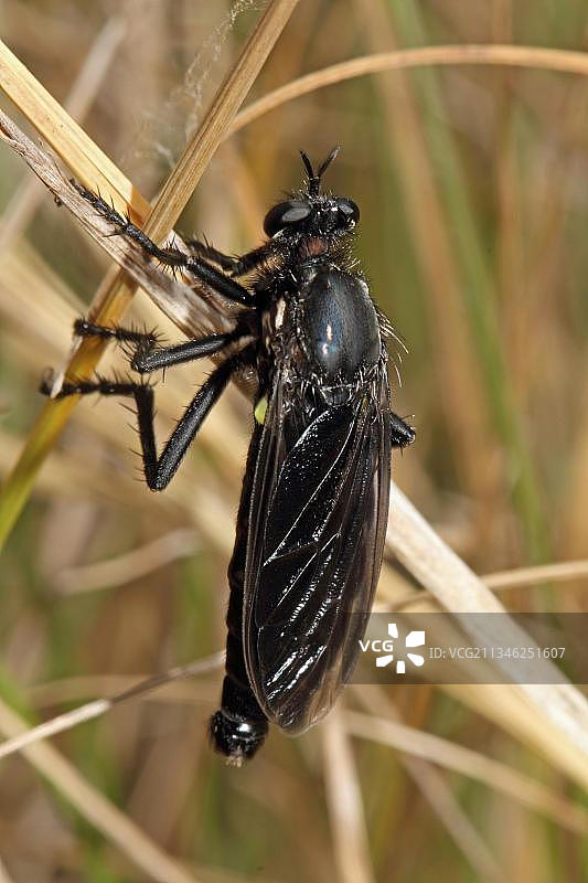 食虫虻，黑翅毛足虻图片素材
