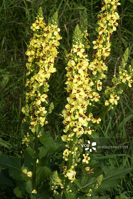 奥地利毛蕊花图片素材
