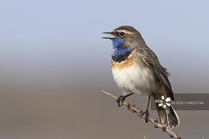 白星蓝喉歌鸲图片素材