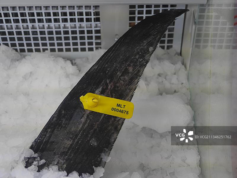 金枪鱼、蓝鳍金枪鱼图片素材