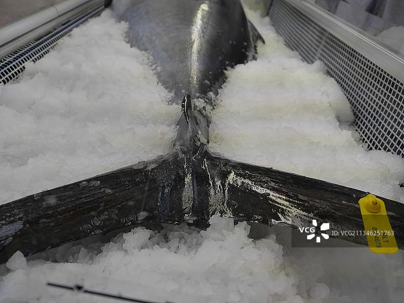 金枪鱼、蓝鳍金枪鱼图片素材