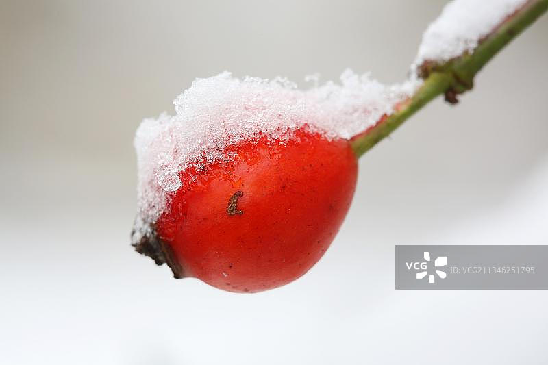 雪地里的玫瑰果图片素材