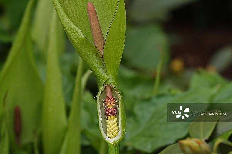 开放的斑点海芋花序图片素材
