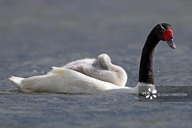 黑颈天鹅图片素材